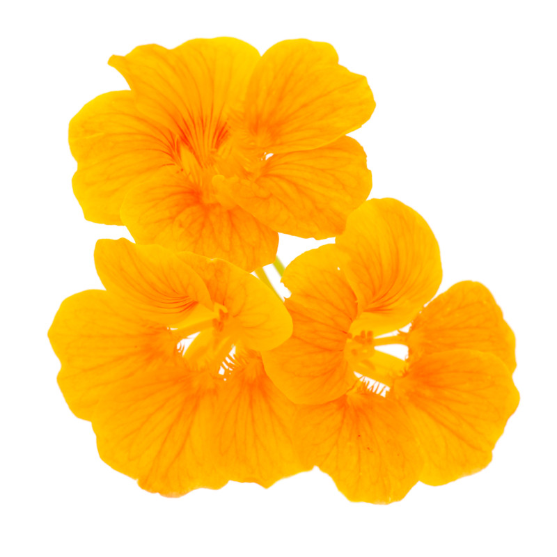 FLEUR COMESTIBLE CAPUCINES RAVIER